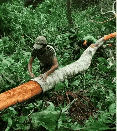 Farmers peeling the inner bark from a Ceylon cinnamon trunk in Sri Lanka