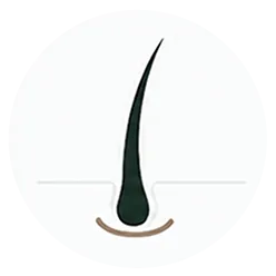 Every follicle moves through a repeating cycle. Stress, hormones, DHT, and nutrient gaps can cut the