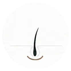 Every follicle moves through a repeating cycle. Stress, hormones, DHT, and nutrient gaps can cut the