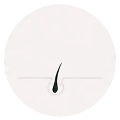 Every follicle moves through a repeating cycle. Stress, hormones, DHT, and nutrient gaps can cut the