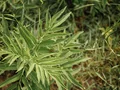 Cleavers